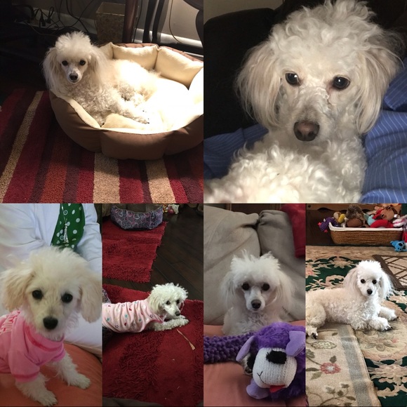 Meet your Poshers, 1Girleegirl and Sassi - Picture 2 of 3